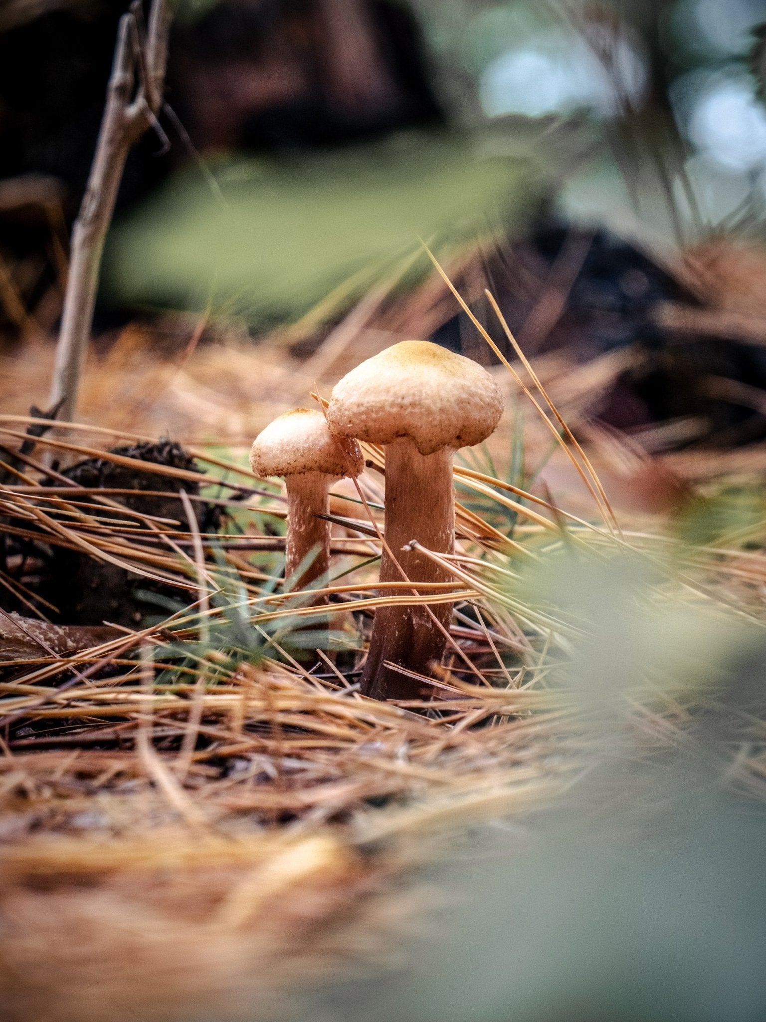 Biking Lake Champlain Bikeway in Vermont - Godspeed Socks